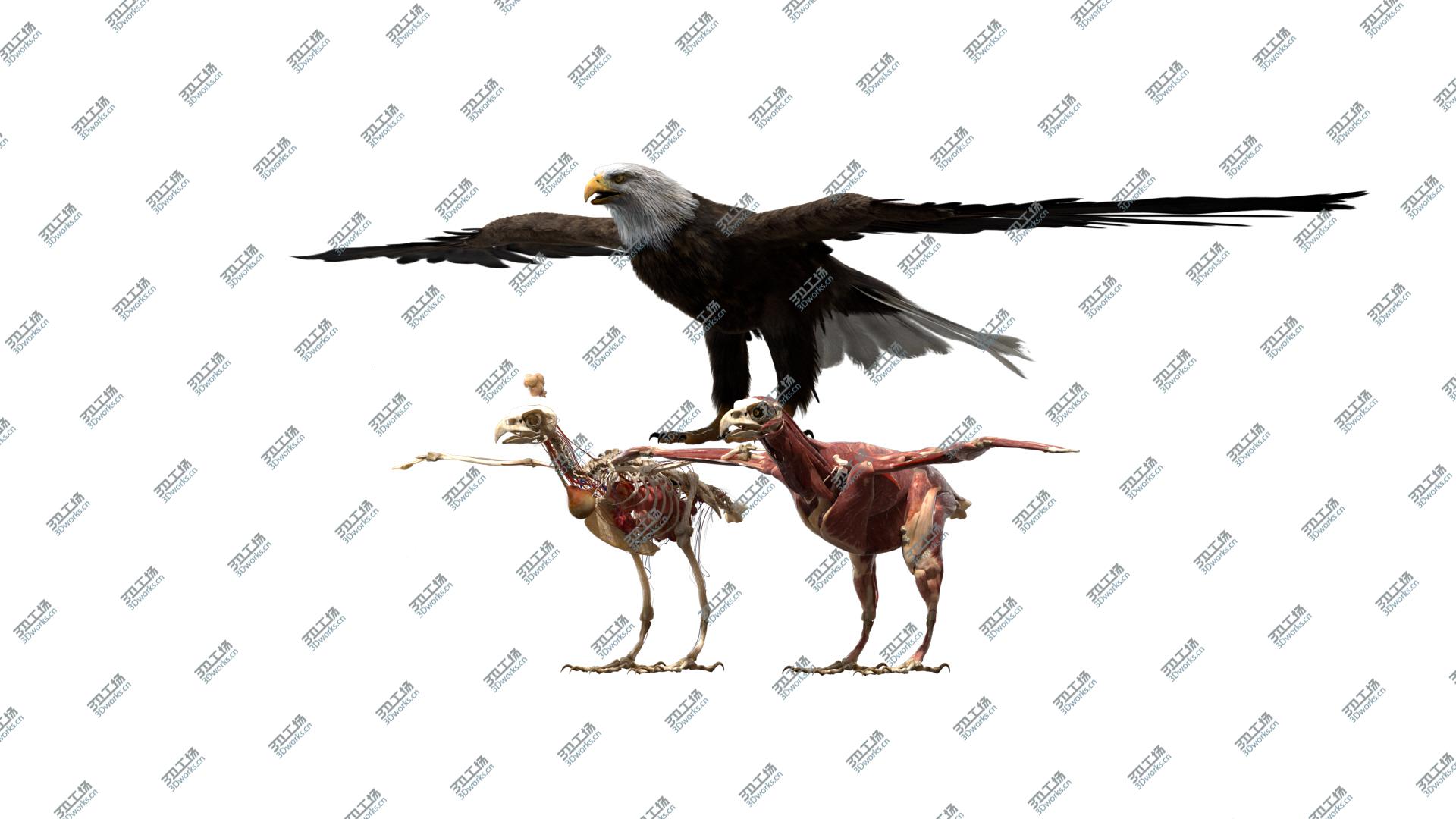 images/goods_img/202104092/3D American Eagle Fur Anatomy model/2.jpg